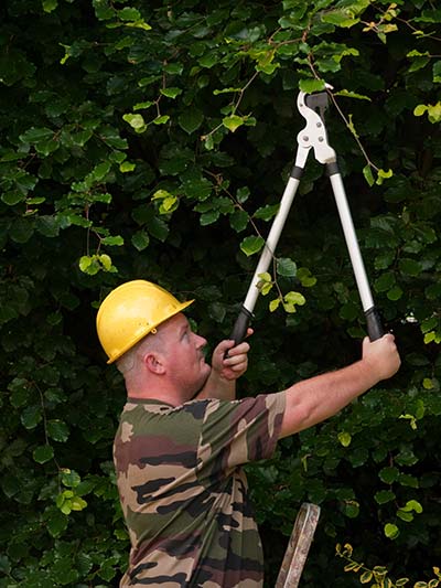 Tree Pruning/Removal